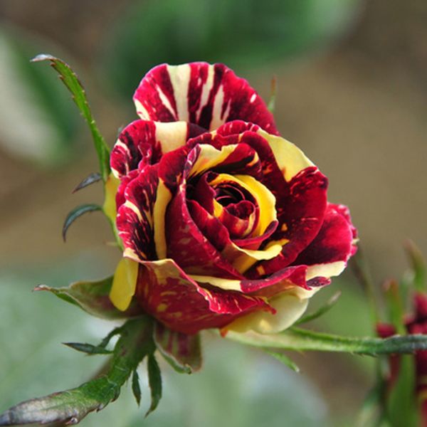 

бесплатная доставка метеоритный дождь роза семена цветов *100 семян в упаковке*дешевые балкон горшках различные цветы семена садовых растени