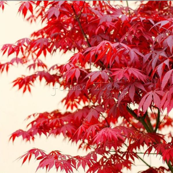 

Бонсай дерево страстный японский Красный кленовый лист семена украшения сада завод 20 шт. A82