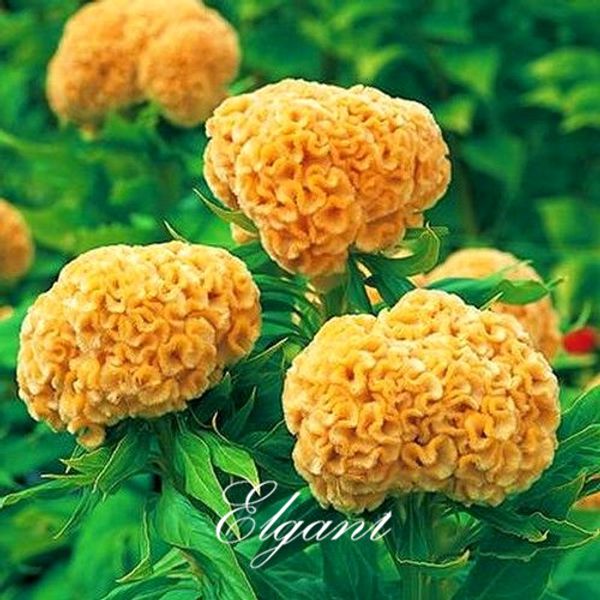 

Giant Yellow Cockscomb Flower 1000 Seeds Celosia Easy to Grow DIY Home Garden Flower Landscape
