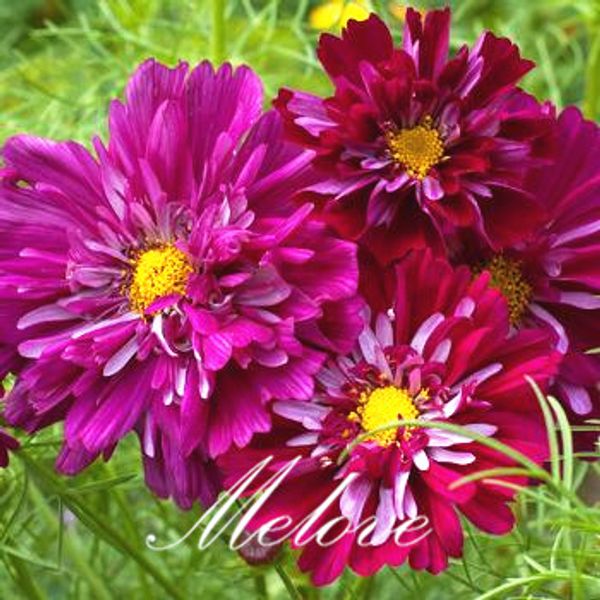 Acheter Cosmos Double Fleur Graines De Fleurs Mix Couleur Cosmos Bipinnatus Facile à Commencer De Graines Paysage Pot De Plantes De 403 Du Melove