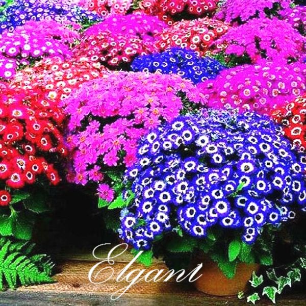 

Cineraria 100 шт. Семена цветов / сумка Mix Color самые красивые низкорослые цветы, которые можно вырастить из цветочных семян