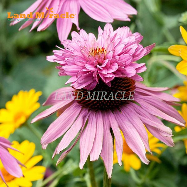 

Sementes landmiracle