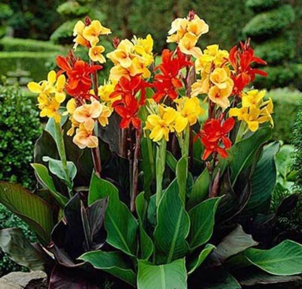

Banana flower New home garden plant Rare Canna seeds flowers seeds 10pcs AA