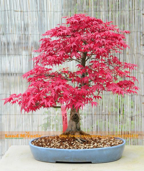 

100% Real American Blood Red Maple Tree Seeds, 10 Seeds/Pack, Bonsai SOW ALL YEAR Indoor Or Outdoor Planting
