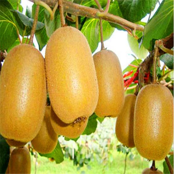 

50 шт Киви семена многолетних растений фруктовое дерево Anti50aging семена фруктов для