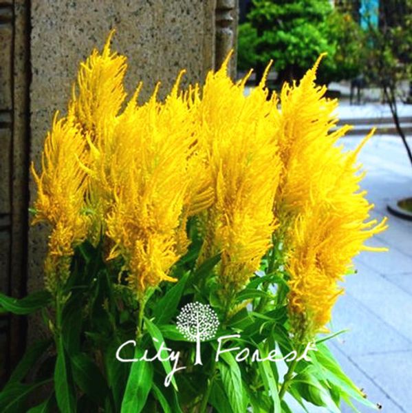 

Celosia желтый Cockscomb цветок 1000 семена плюм-как цветет легко расти из семян