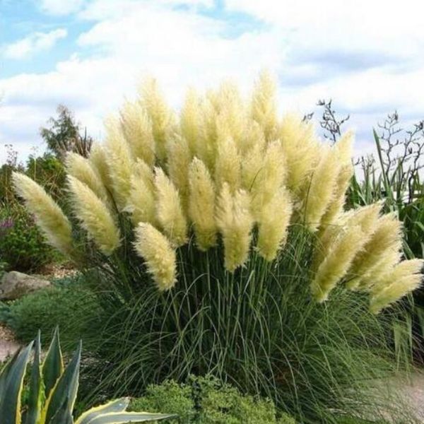 

100 pcs/pack Organic Flower seeds Pampas Grass Seeds (Cortaderia selloana)