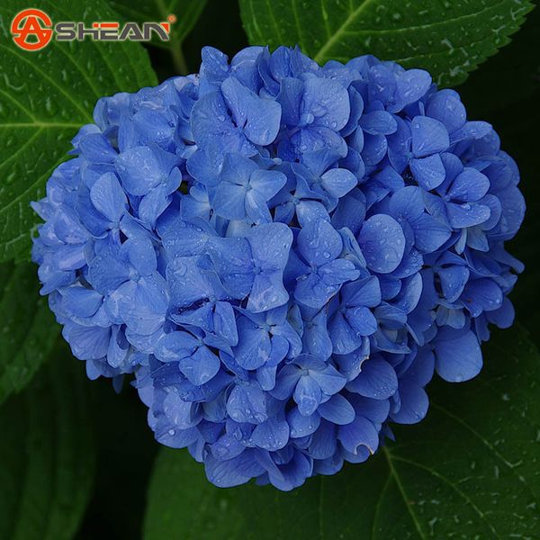 

Sementes jonemark2013