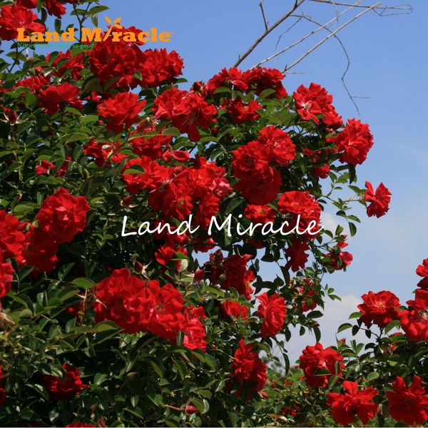 Acheter 100 Rouge Rose Arbre Bush Graines Diy Maison Jardin En Pot Balcon Yard Fleur Plante Livraison Gratuite De 252 Du Landmiraclechina