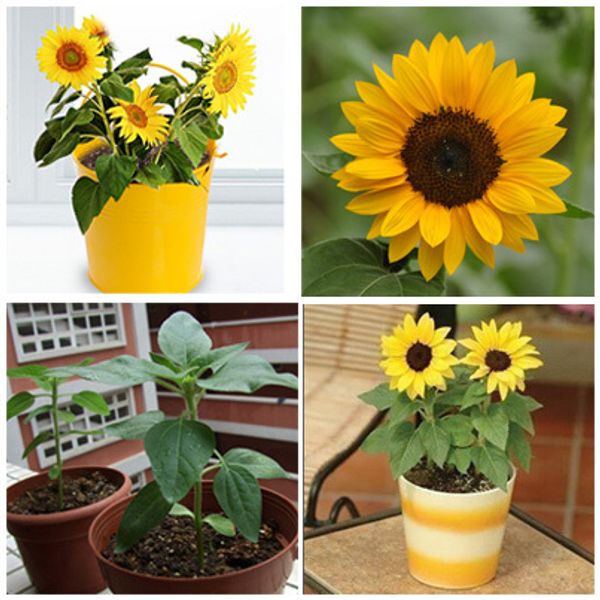 Acheter Livraison Gratuite Mini Graines De Tournesol Graines De Tournesol Nain Tournesol Série Hauteur 40 Cm Graines De Fleurs De 857 Du