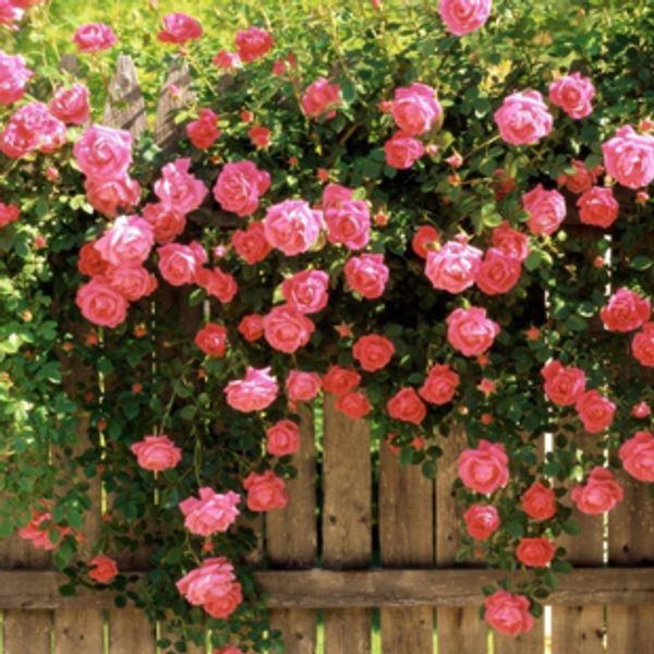 

Розовый цветок бонсай семян розы для комнатных семян 20 частиц / лот