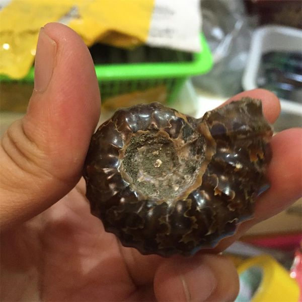 

1pcs about 50g natural raw conch fossils, with a collection value., Black