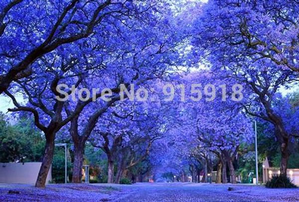 50 graines Purpleflower Violet et Fleurs Vivaces parfumée Home Pretty