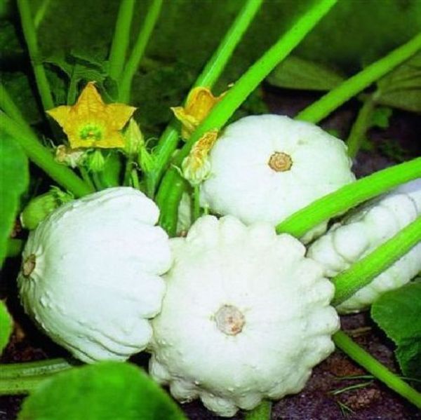 

Тыквенные семена овощной летний сквош семена заварной крем белый сад украшения з