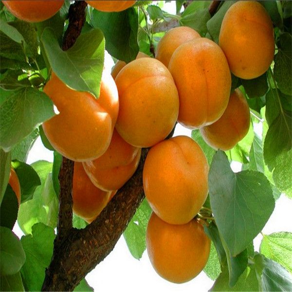 

5 семена/упаковки горячая распродажа абрикос семена деревьев для дома сад Дерево