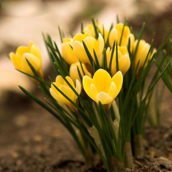 

Sementes beautifuldresschina