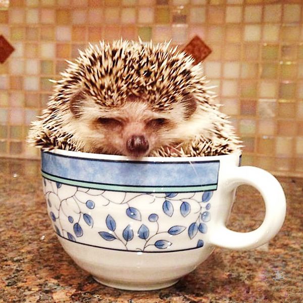 

a1655 diamond embroidery home decor cross stitch hedge dog and cup 100% resin tool dril painting cross stitch mosaic needlework