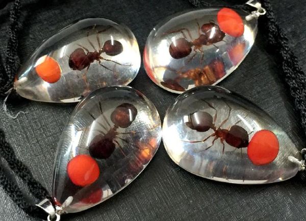 

10 pcs yqtdmy real ant insect red bean lucid drop fashion pendant, Silver
