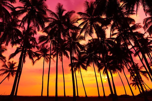 Bellissimo paesaggio notturno del cielo Palme Tramonto Spiaggia Fotografia Sfondo Vacanze estive Foto di matrimonio Fondali Carta da parati panoramica