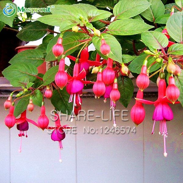 Clematis Tangutica Graines Fleurs Organic vivace de l/'Ukraine