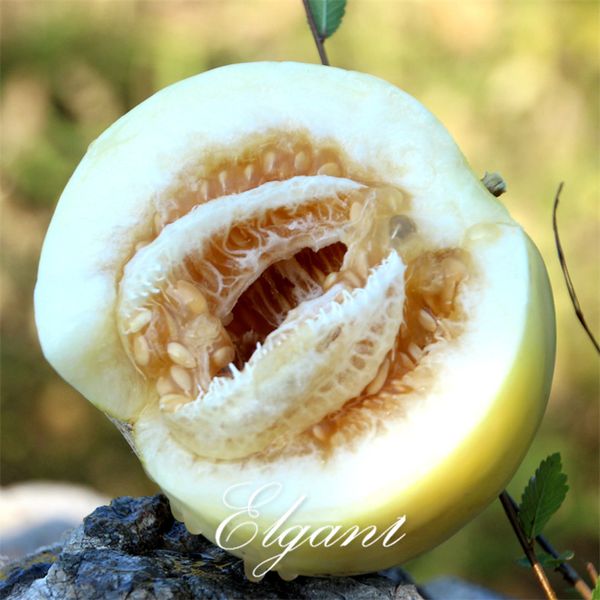 

Белый Сладкий Фрукты Дыни 20 Семян Супер Сладкий, Легкий, чтобы Вырастить Non-GMO Фами