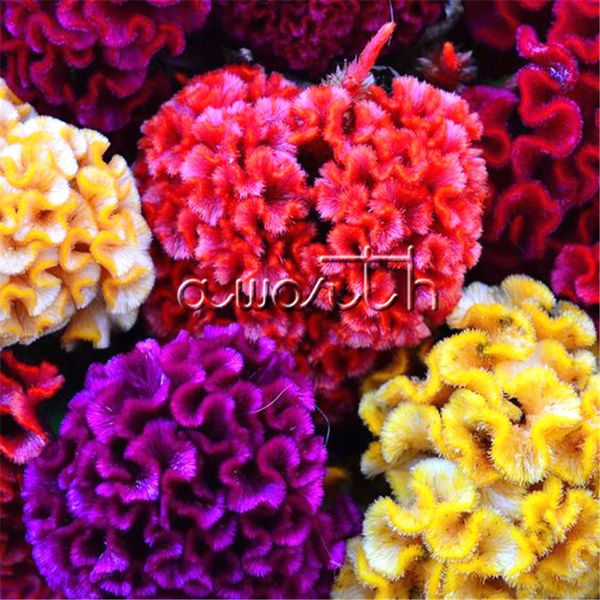 

Colorufl Giant Cockscomb Celosia Flower 1000 Seeds Easy-growing DIY Home Garden Annual Flowering Plant High Germination Rate So Impressive