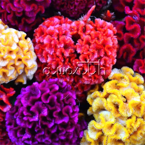 

Colorufl гигантский Cockscomb Celosia цветок 1000 семена легко растущих DIY Главная сад ежегодны