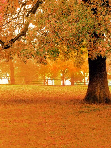 Sfondo fotografico autunnale, panno in vinile, grande albero, foglie d'arancio, pavimento, sfondo autunnale, fondali per matrimoni all'aperto, 2,4 x 3 m