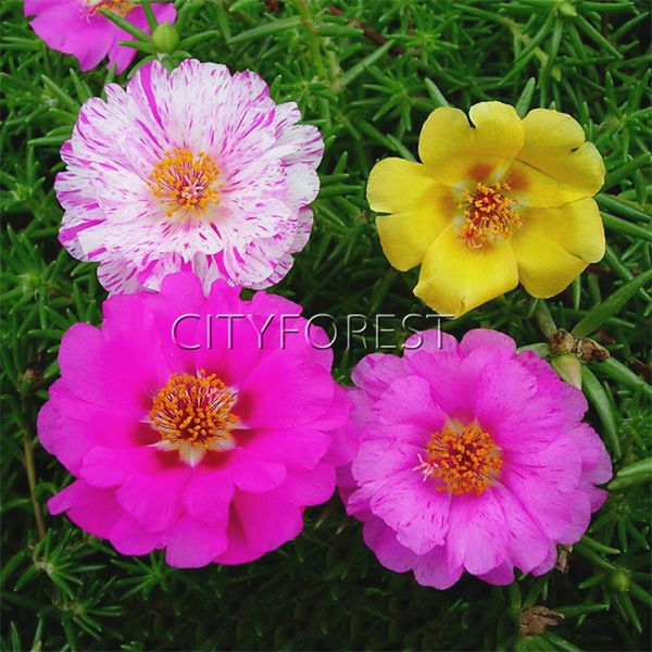 flower seeds 500 pcs Moss Rose Portulaca Grandiflora Mix