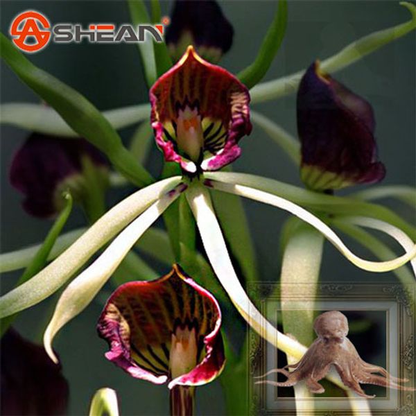 

Sementes framedpainting