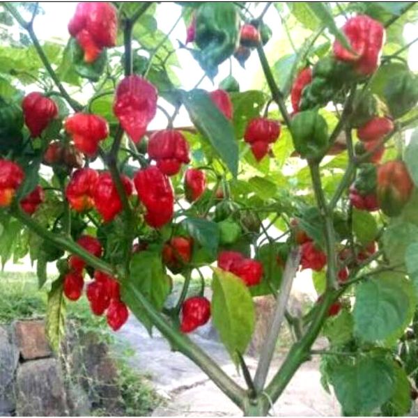 100 Pcs Poivre Carolina Reaper Trinidad Moruga Hot Chili Graines Bonsai