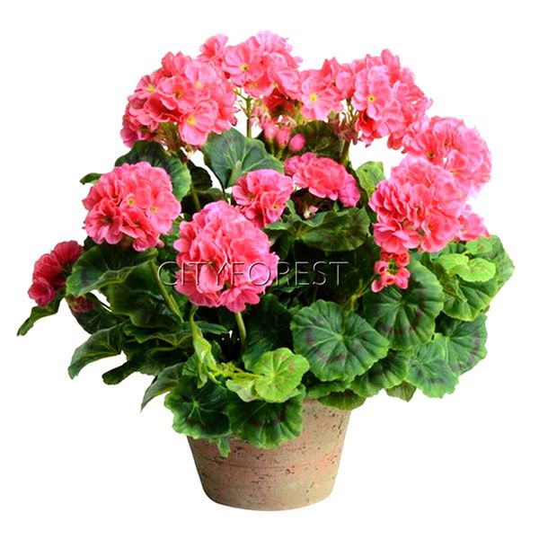 

20 Pcs Pink Geraniums Perennial Flower Seeds Super Easy-growing in Pot and Ground Every Gardener Loves Bonsai Flower