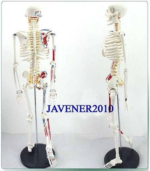 

wholesale- 85cm human anatomical anatomy skeleton model muscle +stand fexible