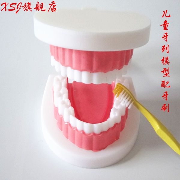 

wholesale- children dentition model medical study equipment school teaching accessories kid's medical science tooth model aids