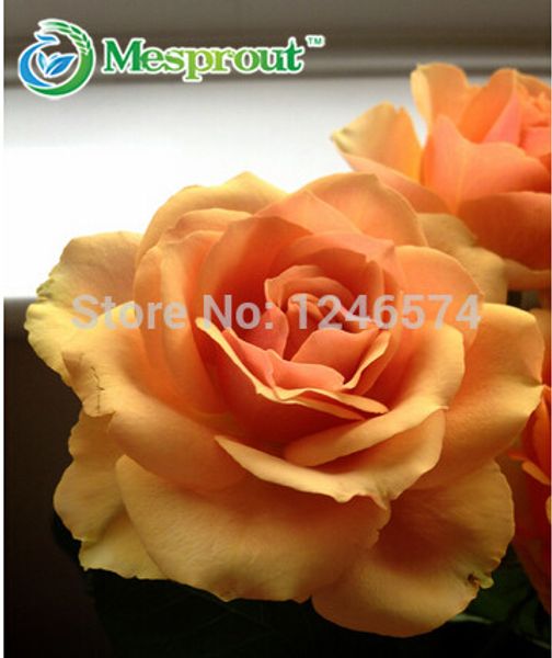 

Роза семена цветов редкие(100шт) оранжевые семена роз / действительно великолепный! Бесплатная доставка !
