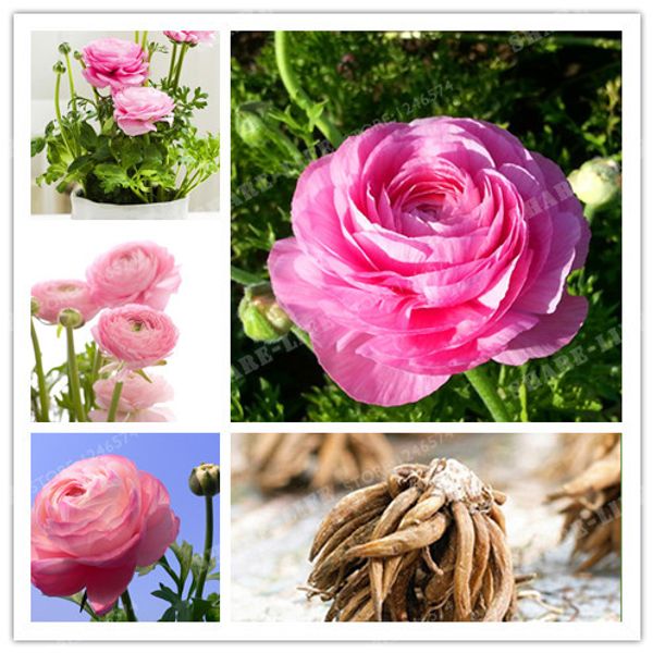 

Sementes beautifuldresschina