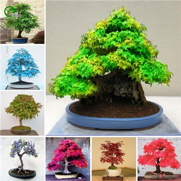 

Red Cut лиственные японский клен - клён дланевидный atropurpureum Dissectum 10seeds R018