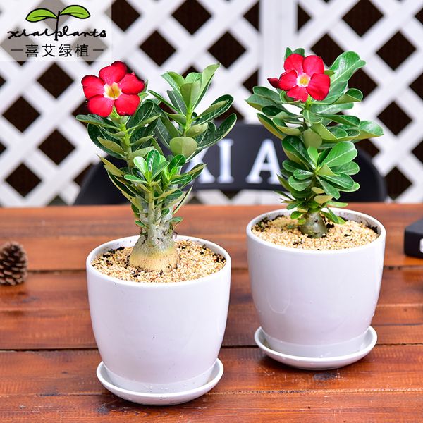 Acheter Désert Rose Graines En Pot Fleurs épanouissement Des Plantes à Fleurs Intérieur Balcon Fleur Bonsaï Porcelaine Plante En Pot De 1759 Du