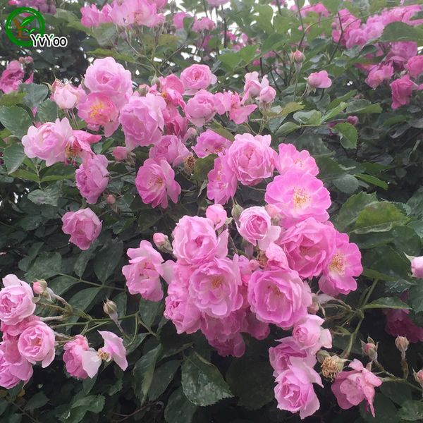 

Pink Climbing Rose Seeds Bonsai Flower for Indoor Rooms Seed 50 Particles / lot z011