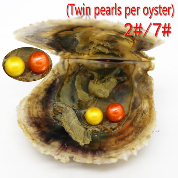 

wholesale vacuum packed 7-8mm round freshwater akoya shell twins 2 pearl oyster