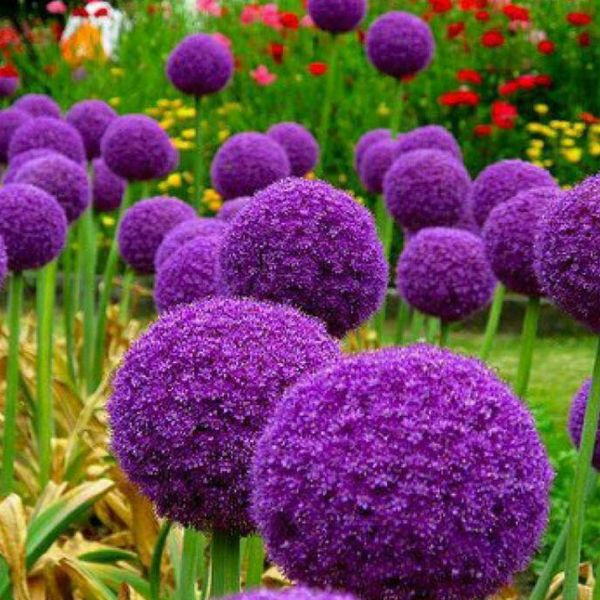 

100 шт./упак. Allium Giganteum семена красивая ставка 95% редкий цветок для малыша украшения