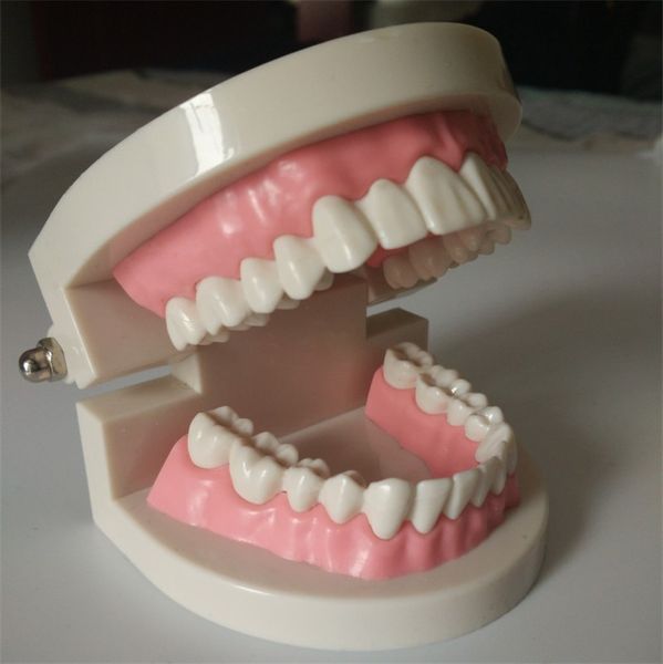 

good design dental dentist flesh pink gums standard teeth tooth teach model