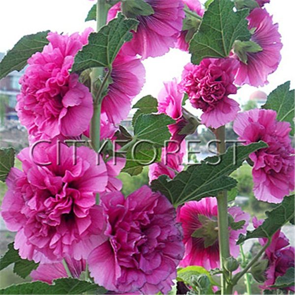 

Double Flower Lilac Rose Hollyhock 100 Seeds Easy to Grow from Seeds Annual Showy Landscape Cut Flower Little Care