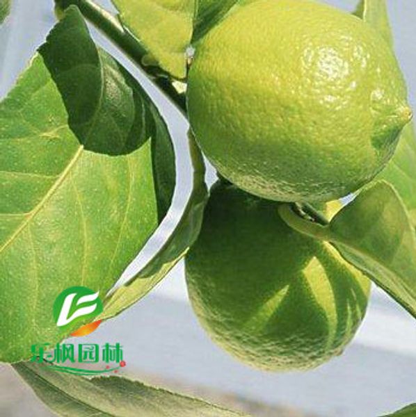 

Sementes novelty_1