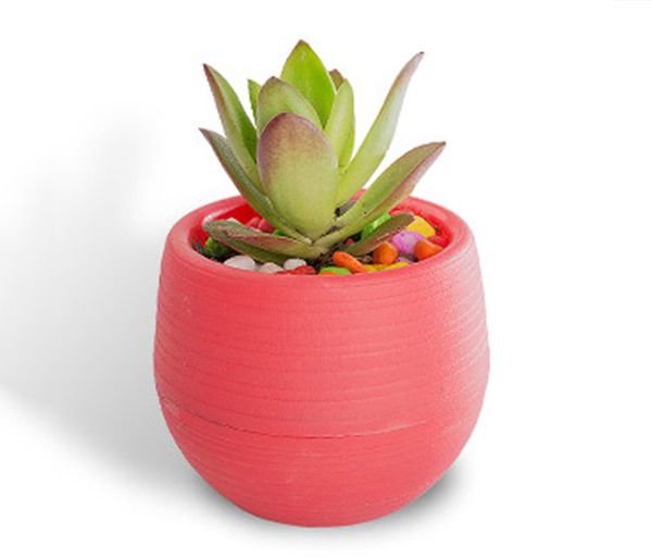 Atacado 50PCS MOQ colorido Mini Vasos destacável Rega Flowerpot por Succulent Garden Unbreakable Plastic Nursery Pots