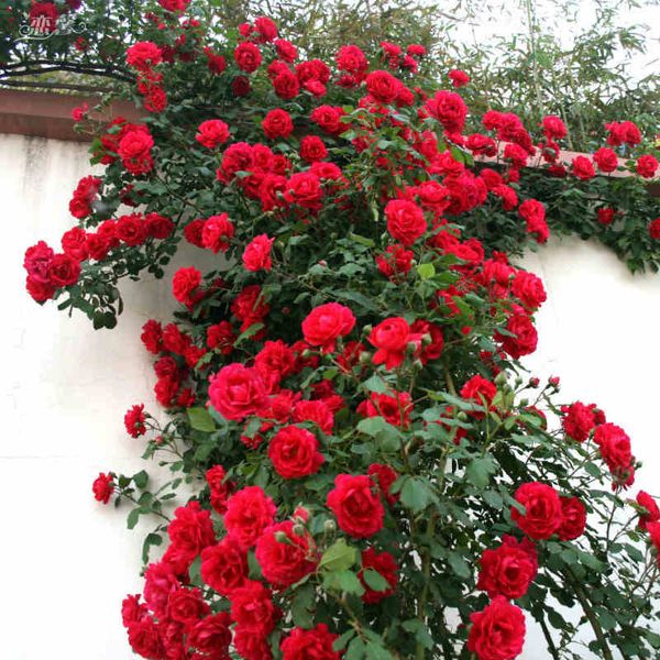 Acheter Rouge Rose Graines Darbres Magnifique De Couleur Vive Diy Maison Jardin En Pot Balcon Cour Fleur Plante Livraison Gratuite De 1105 Du