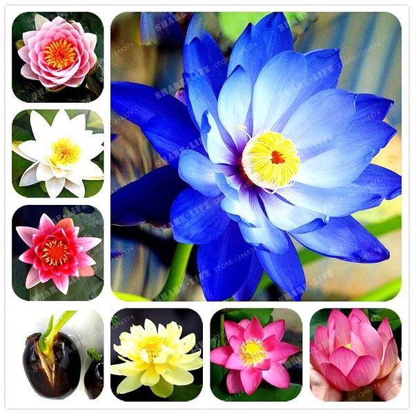 Acheter Sac Lotus Fleur Graines De Lotus Plantes Aquatiques Bol Lotus Nénuphar Graines De Fleurs Plante Vivace Pour Maison Jardin De 1035 Du