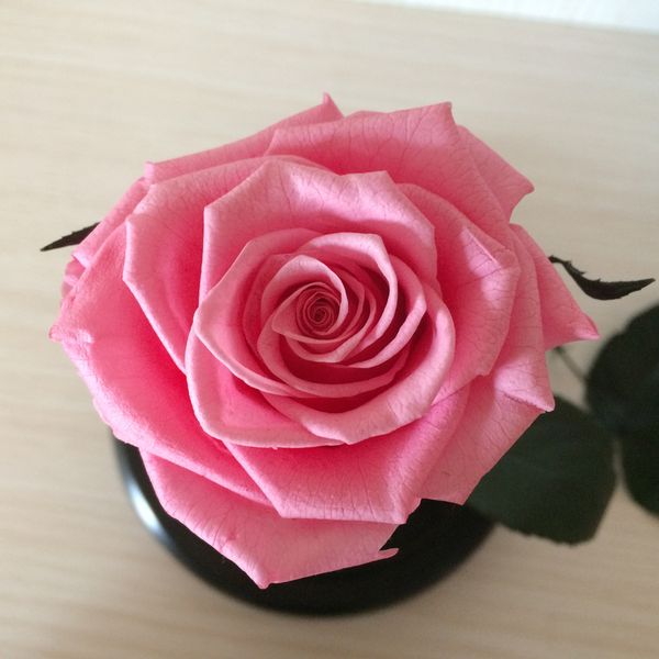 

wholesale-the little prince glass cover fresh preserved rose flower immortal colorful roses for girl valentine's day wedding gifts