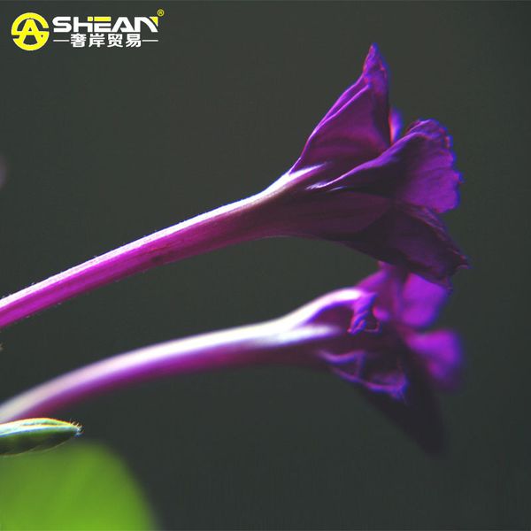 

30 шт./пакет редкие фиолетовый Жасмин семена ароматные растения Mirabilis Жасмин семен