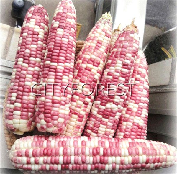 

Сладкий красочные восковые кукурузы 50 семена без ГМО легко растущих DIY Главная са